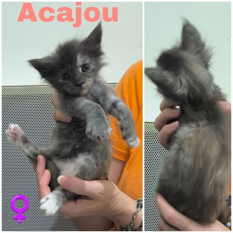 Maine coon loof 1400 77460 Souppes-sur-loing