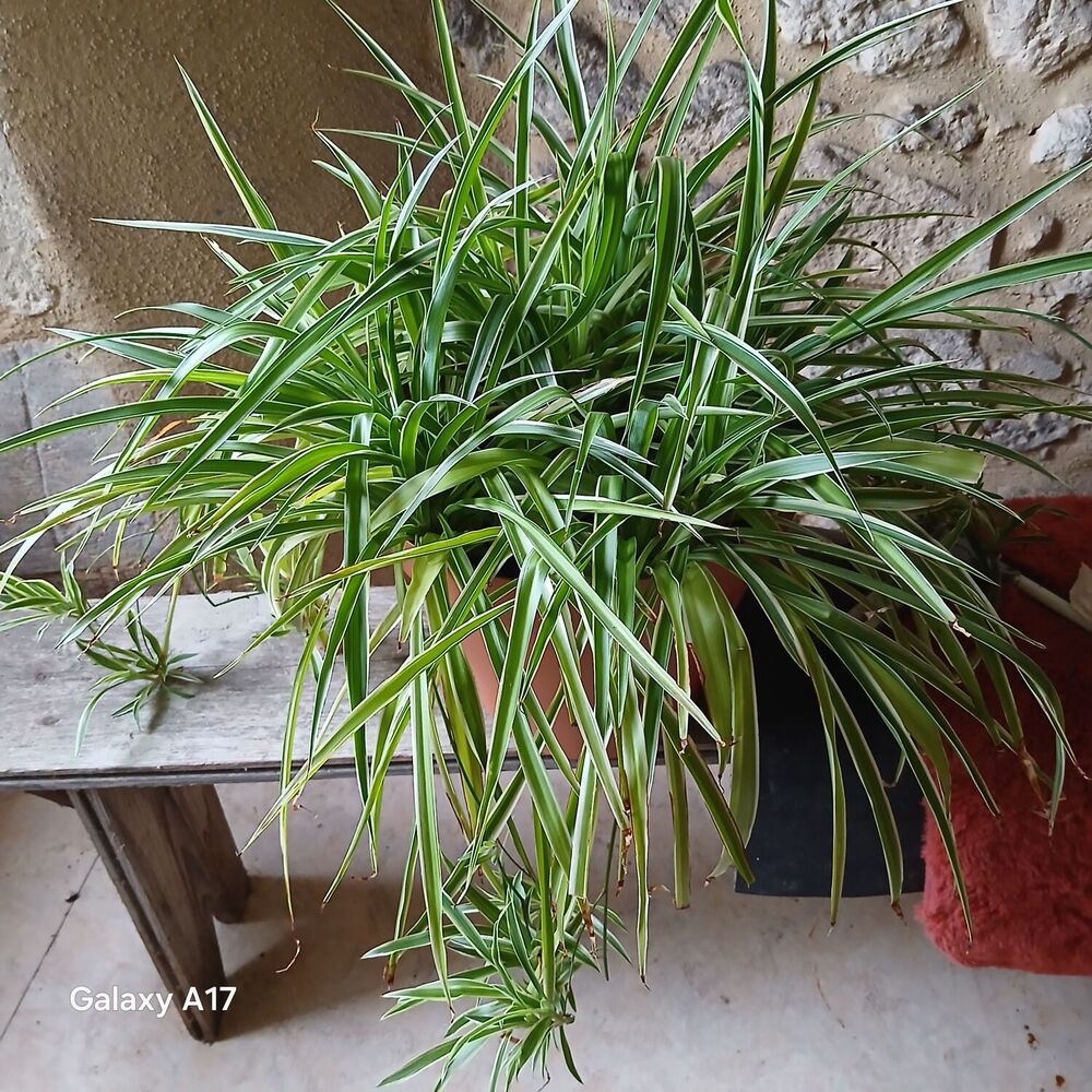 chlorophytums Jardin