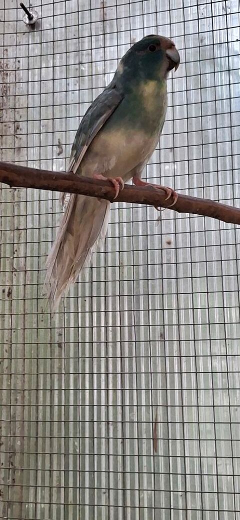 Kakariki 30 85360 La tranche-sur-mer