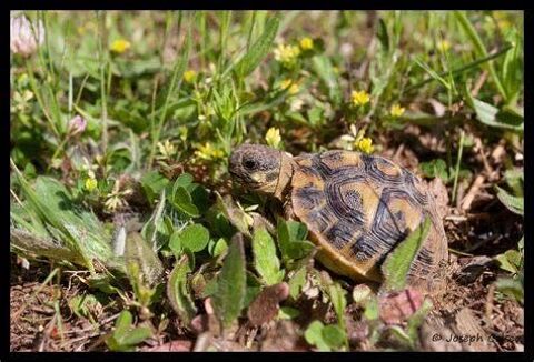 tortue de terre 30 84000 Avignon