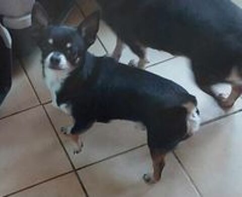   Saillie Chihuahua mle tricolore 2,2 kg LOF confirm (+ADN)  