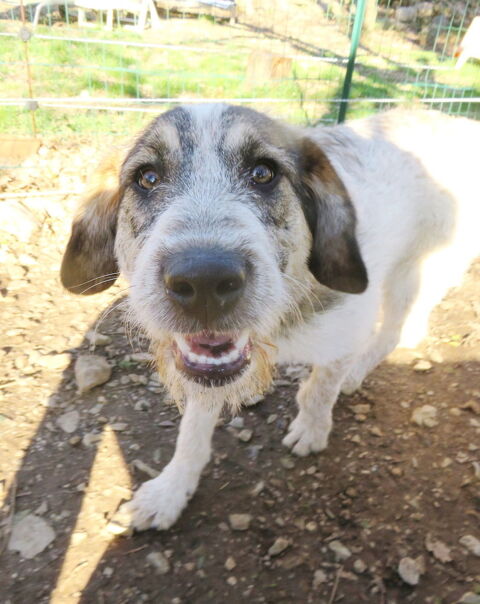 Daisy, 10 mois, est à l'adoption! 0 34000 Montpellier