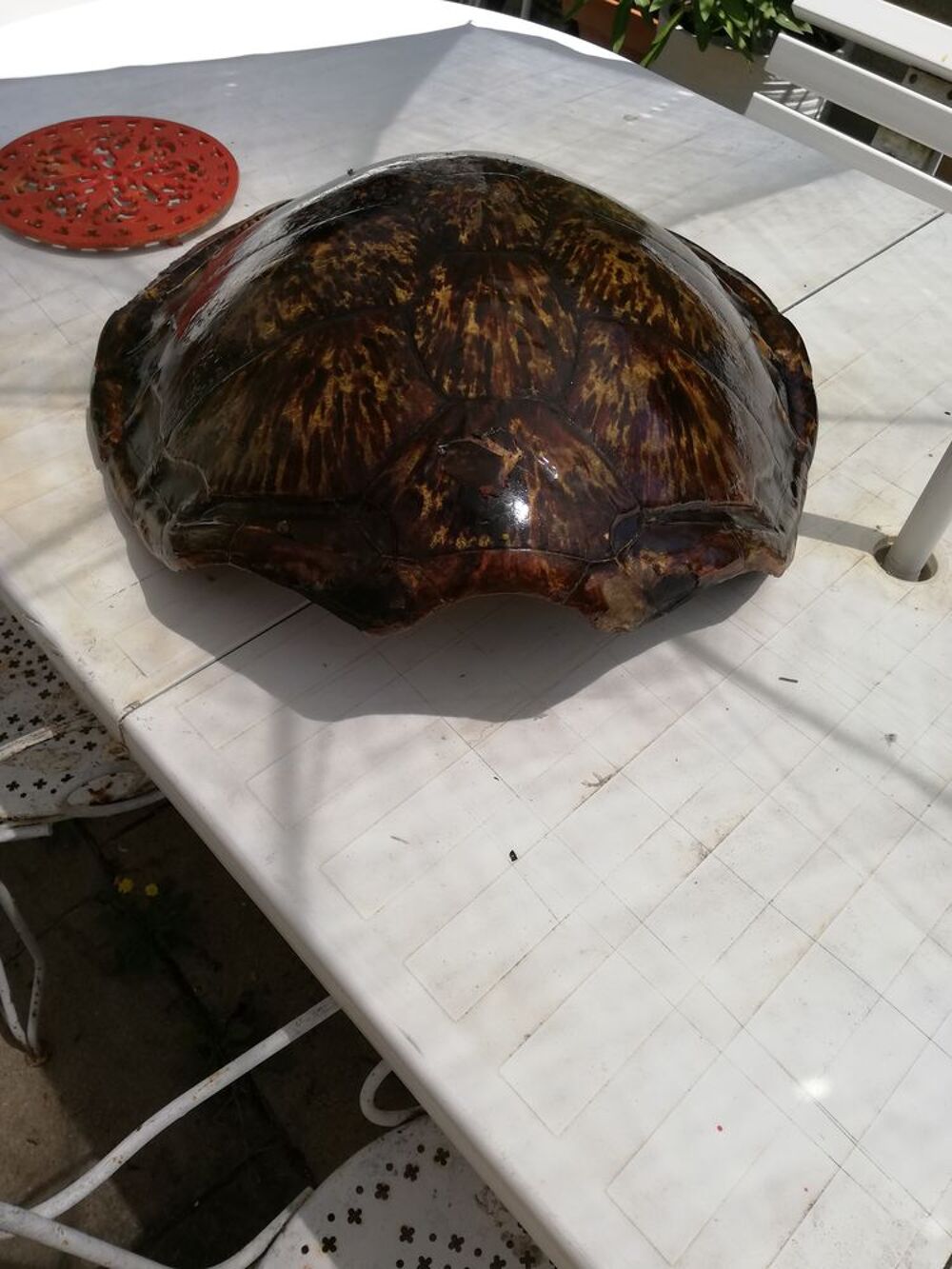 coquille de tortue Dcoration