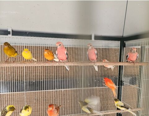 9 canaris male de 2024 225 66000 Perpignan