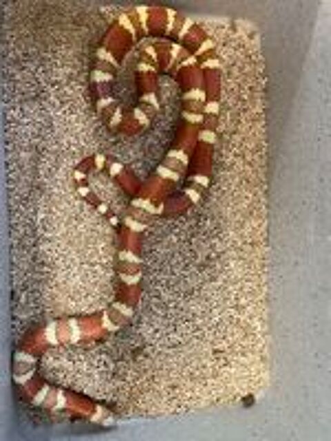   Couple lampropeltis 
