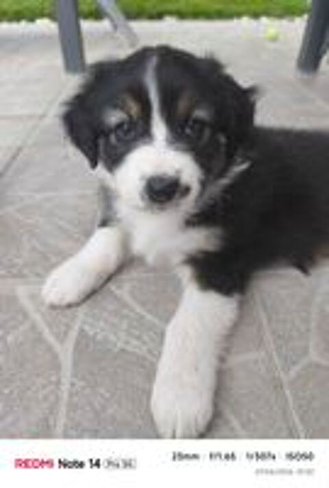  CHIOTS BERGER AUSTRALIEN LOF
