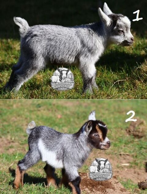 chevreaux nains 300 63600 Ambert