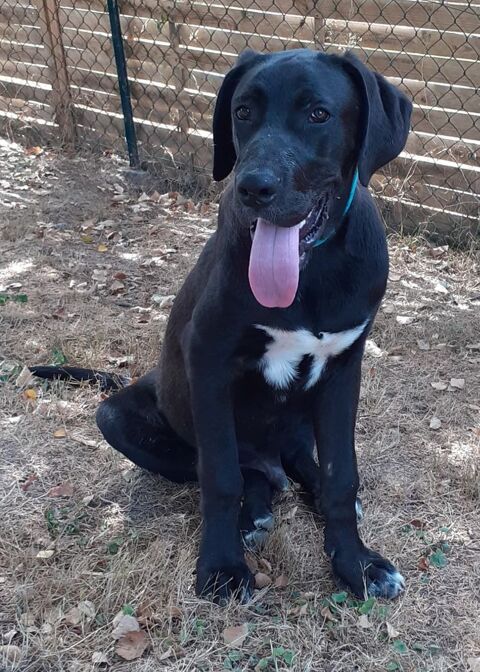 GAROU, x Dogue allemand, 7 mois le 7 septembre, 32 kg,  l'adoption 28130 Pierres