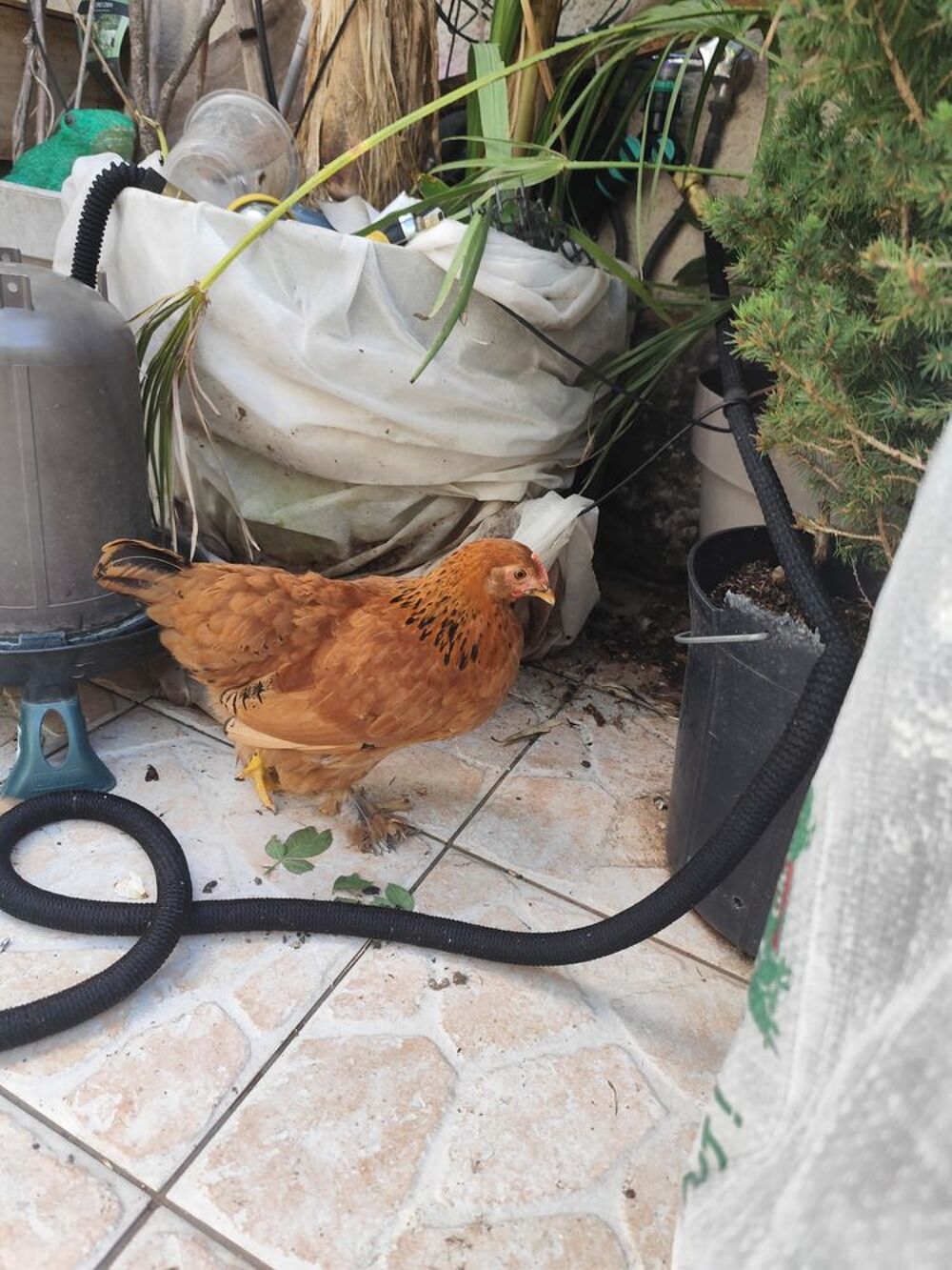   Disponible 3 poules 
