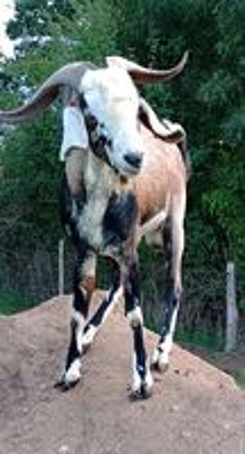   chèvre, bouc 