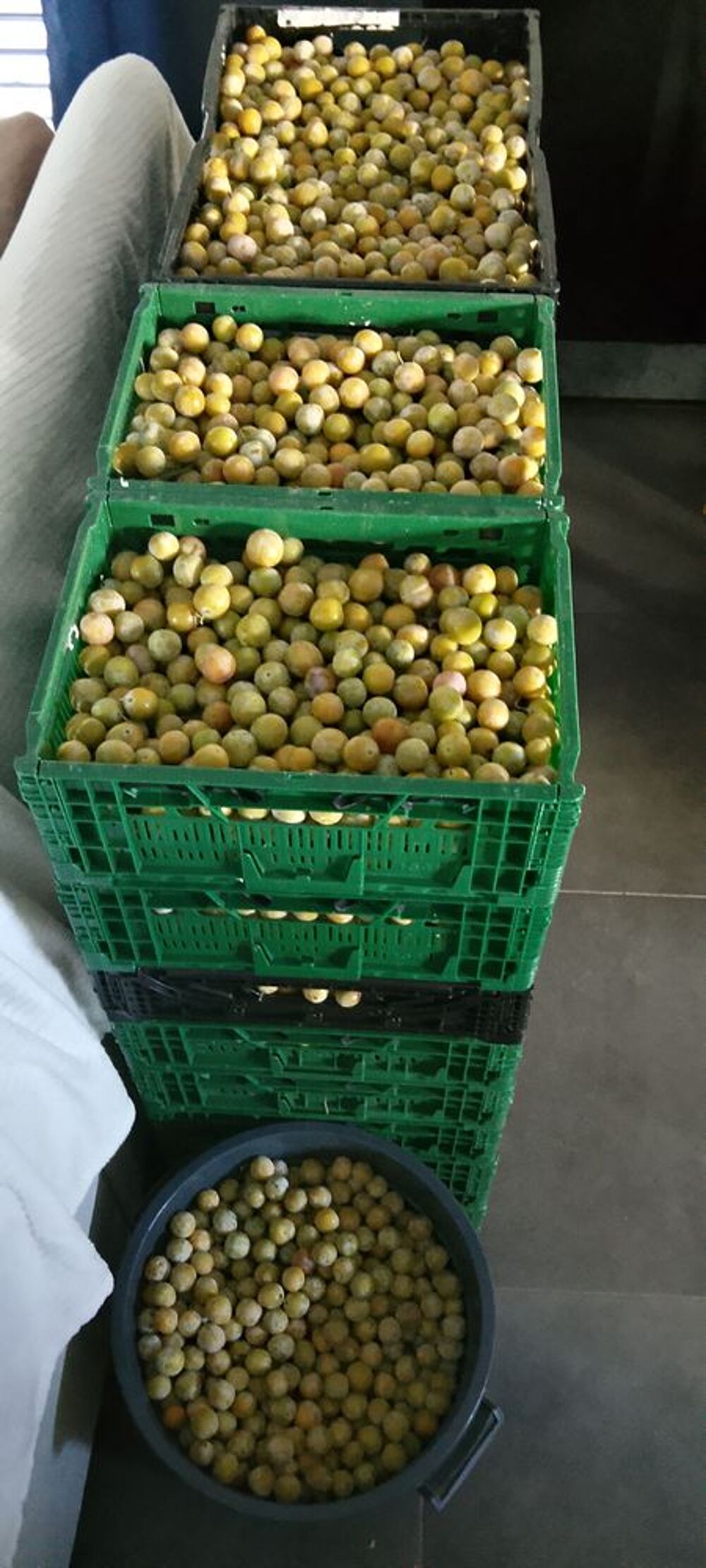 Mirabelles fra&icirc;ches non trait&eacute;es de Lorraine Jardin