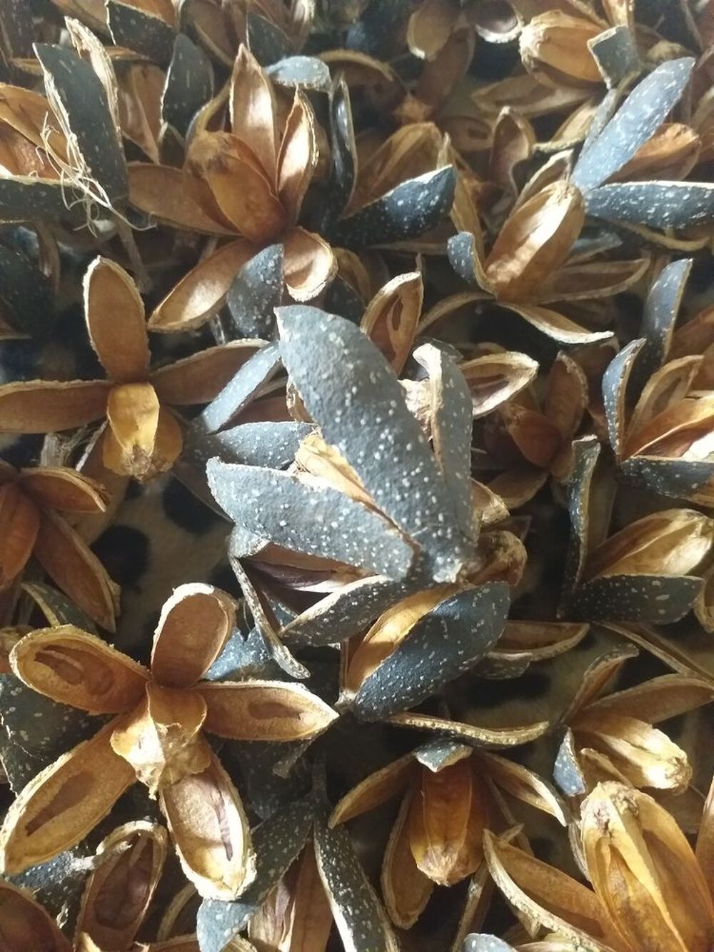 FLEURS DES BOIS Décoration