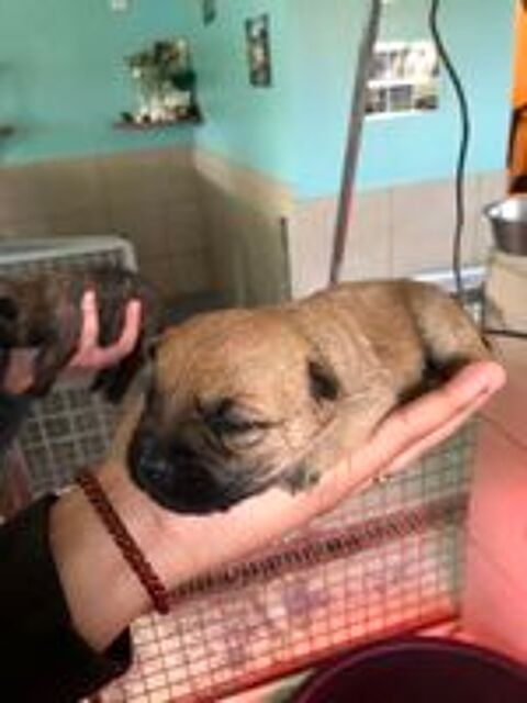   Chiots Cairn Terrier 