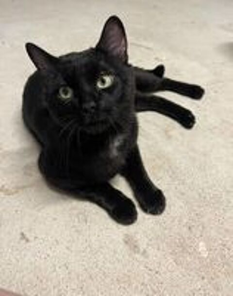   Moshi adorable chat noir 2 ans hyper gentil a adopter 