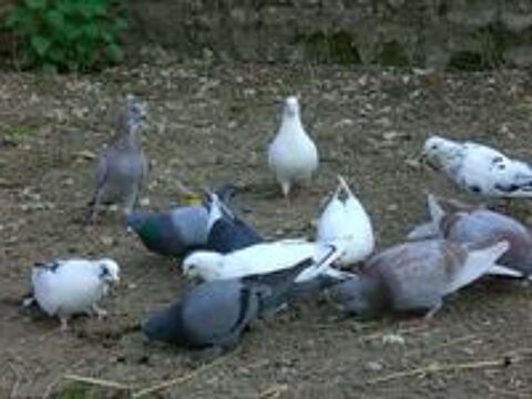   Pigeons de ferme 