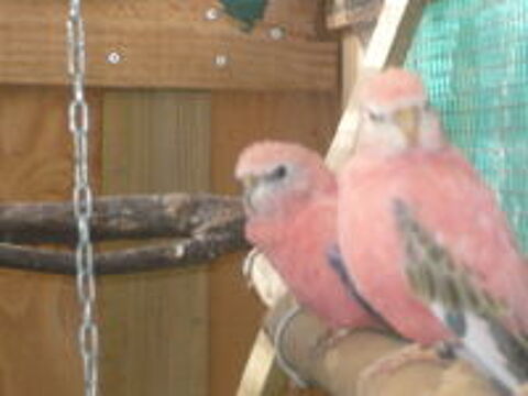   Perruche de Bourke Opaline  