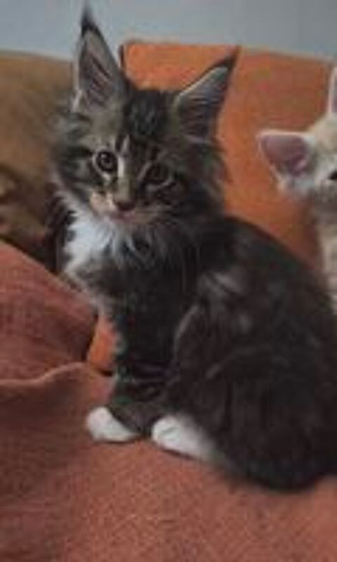   Sublimes Bébés Maine Coon Polydactyles 