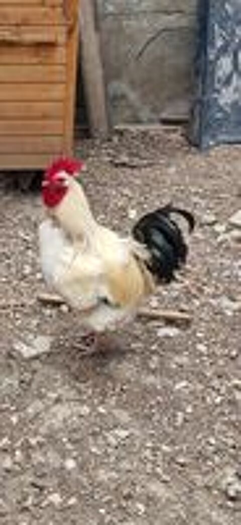   Coq sussex 
