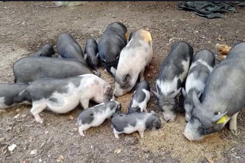 POLY, adorable Cochon Vietnamien  adopter via l'association UMA 44170 Abbaretz