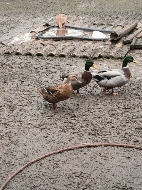 Canard colvert 20 82130 Lamothe-capdeville