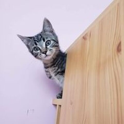   Petit Baloo 