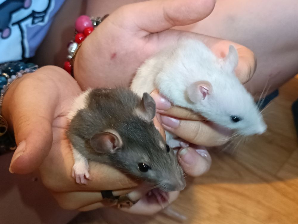   Bébés rats mâles  