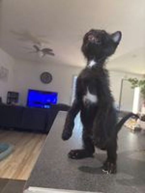   Chaton cherche famille ?? 