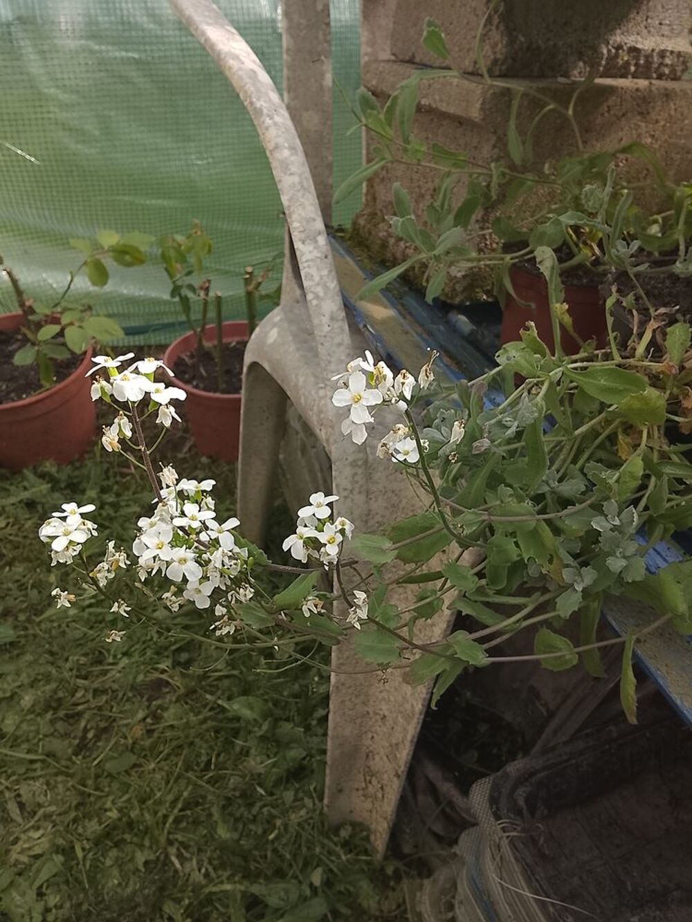 Plantes ornementales et vivaces. Jardin