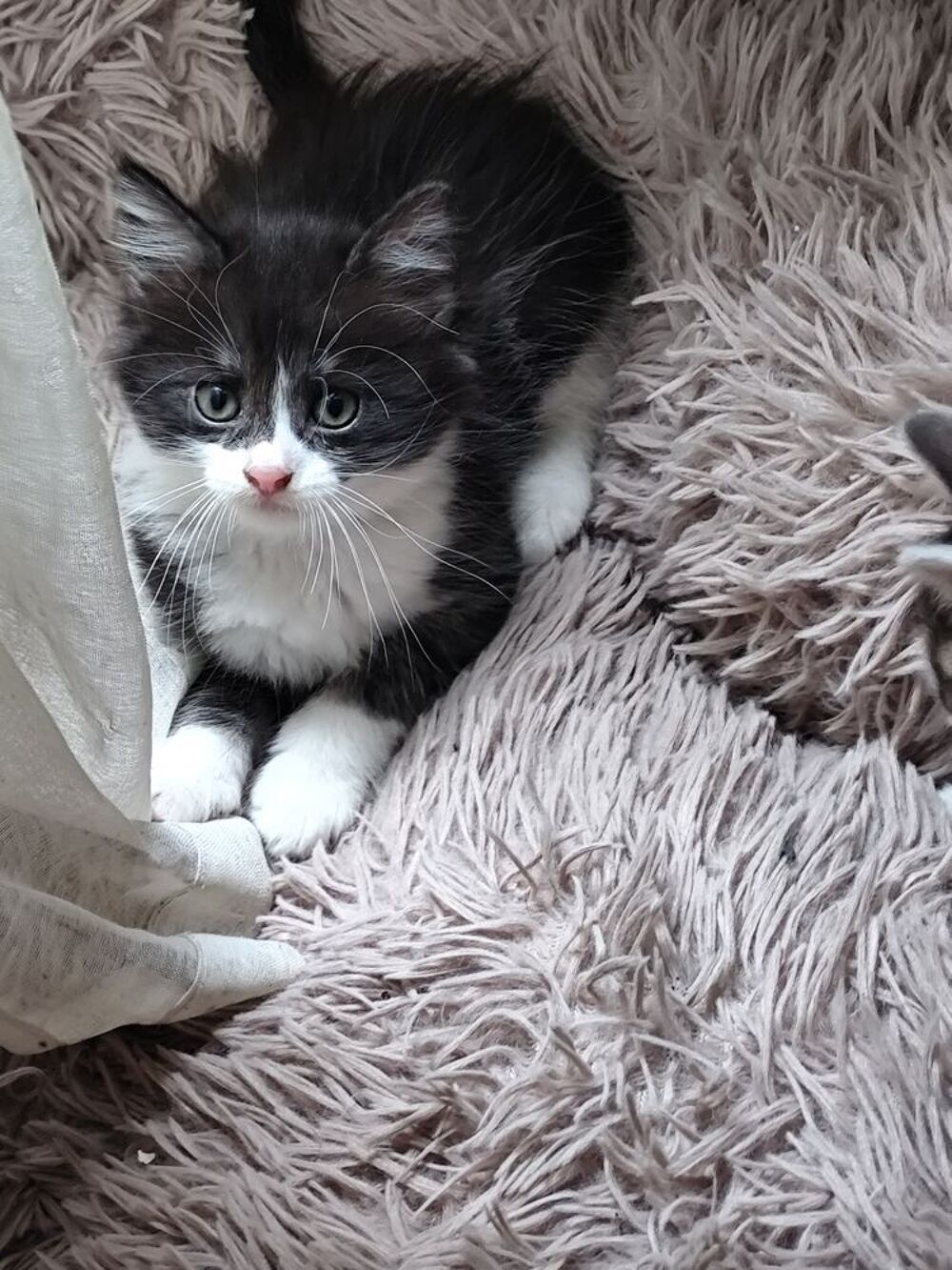   Chatons  