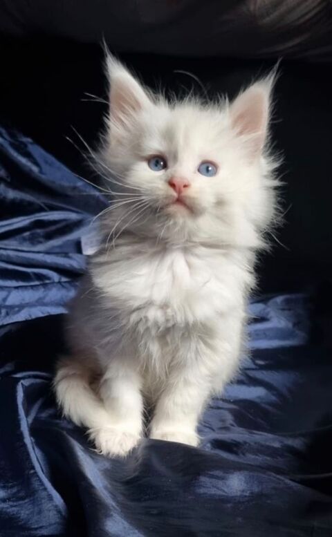 Alpha maincoon LOOF  1300 89210 Brienon-sur-arman�on