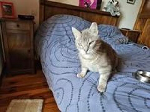   Chat SOLEIO à l adoption 