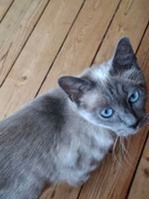   Chatons noirs 