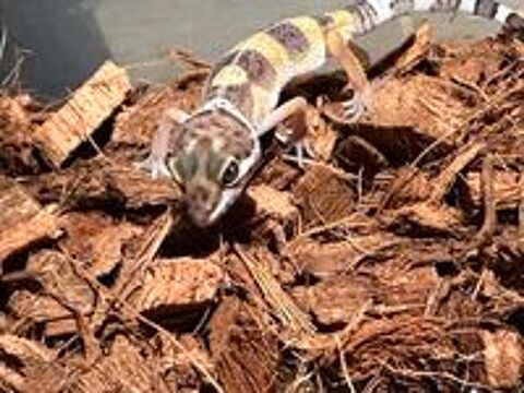   B�b�s geckos l�opard 2 