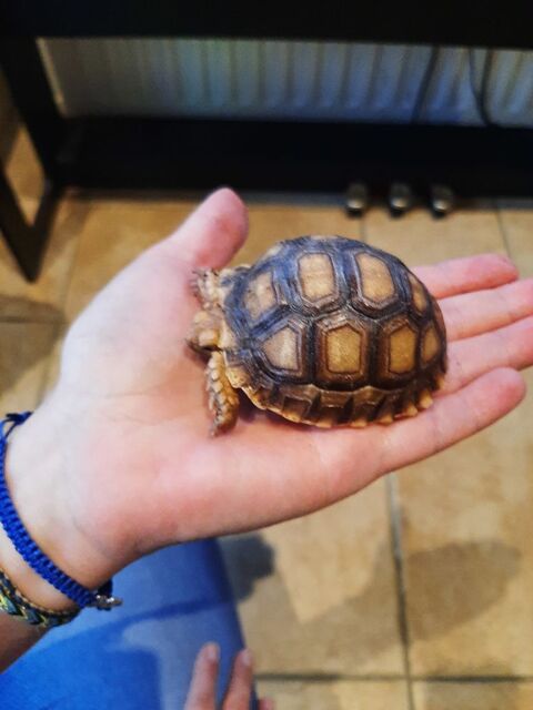 tortue sulcata juv&eacute;nile 120 78840 Freneuse