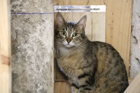 Chat TWIST à l adoption 150 26260 Saint-donat-sur-l'herbasse
