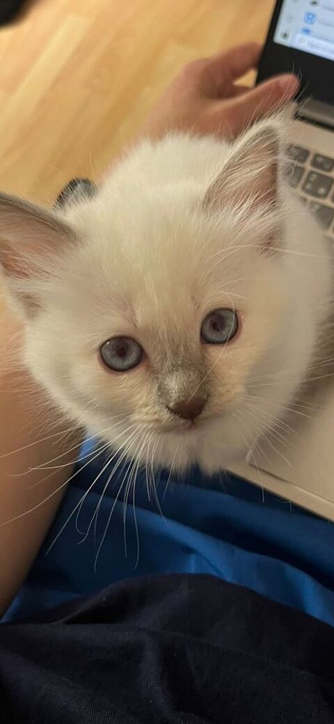 Adorable CHATON Sacré de Birmanie LOOF 990 95580 Andilly