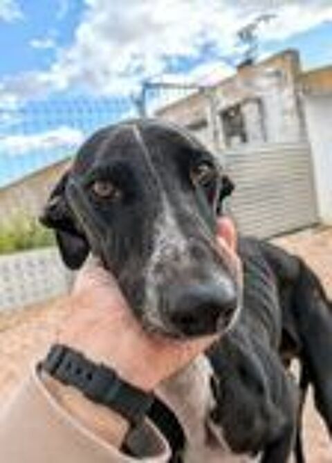 PIPO 300 95610 ragny