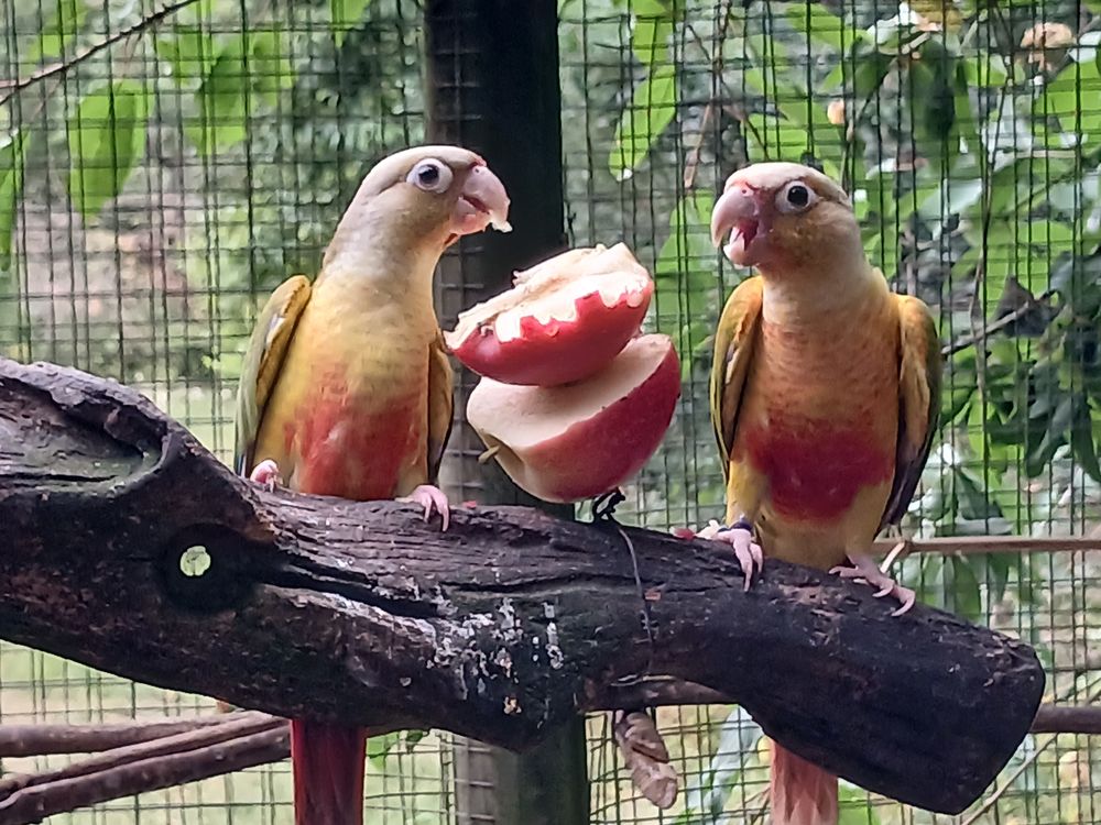   Conures annanas et turquoises  