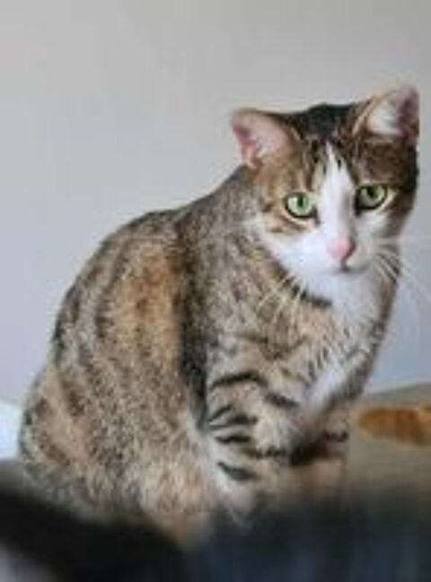   VEGAS FEMELLE TIGRE BLANC 2 ANS 