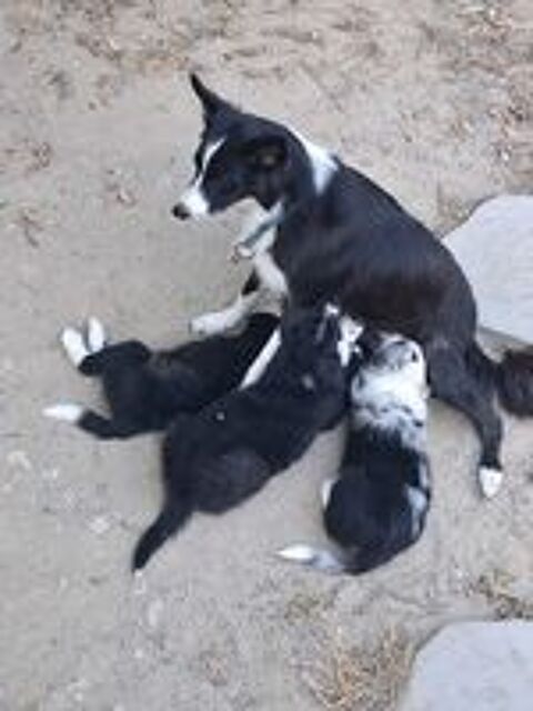  Border collie  femelles  