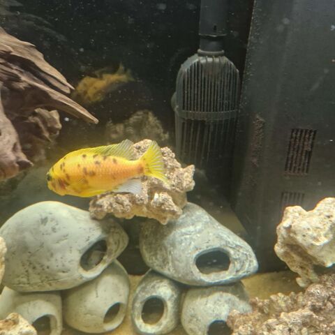 Poisson malawi 30 69320 Feyzin