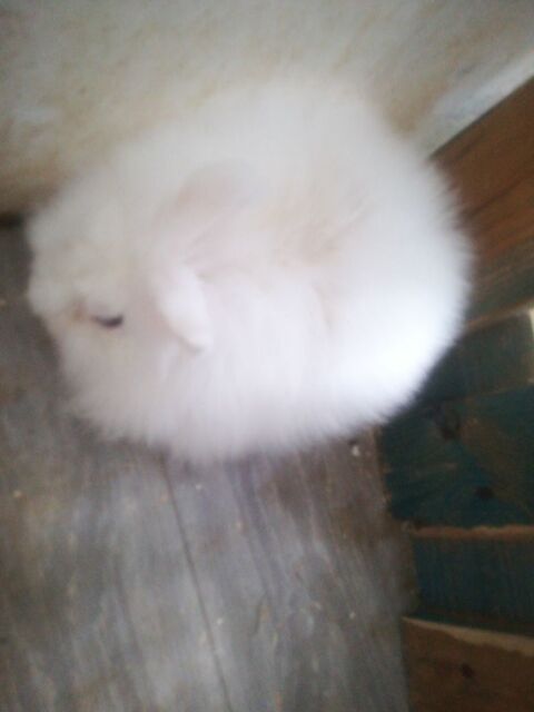 Lapin nain, la lapine nain a eu de tr&egrave;s beau lapereaux, 0 57460 Behren-l�s-forbach