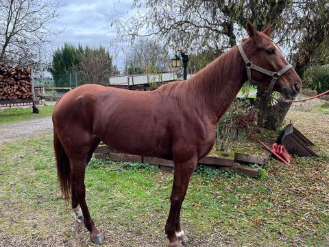 jument de 4 ans alezane 1.62 2000 67600 S�lestat