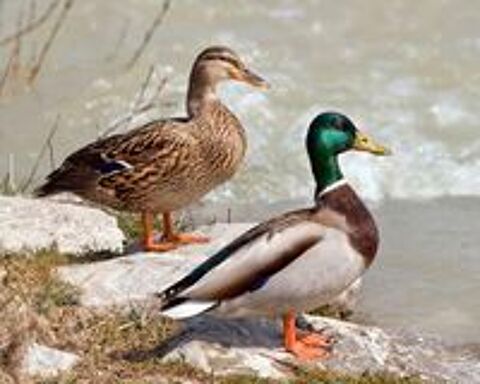   Canard colvert mâles et femelles  
