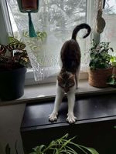   MILKA, jolie chatte tigr�e � adopter via l'association UMA  