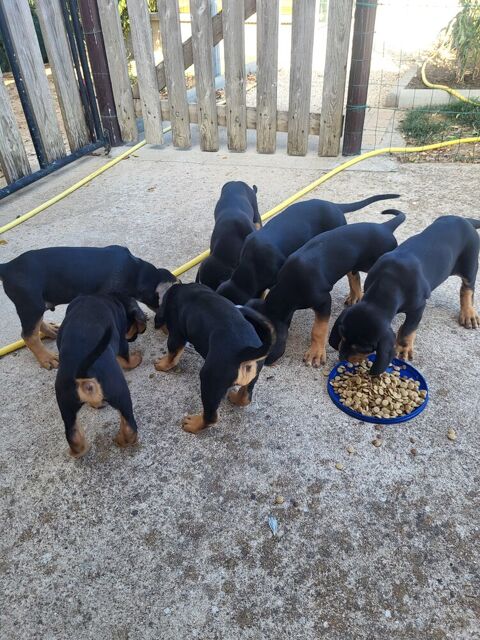 Chiots de chasse 0 71800 Saint-symphorien-des-bois