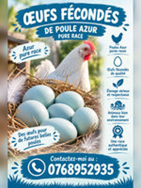   ?ufs fécondés Azur pure race 