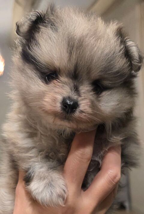 Chiot spitz nain femelle couleur gris loup  2000 57670 Vittersbourg