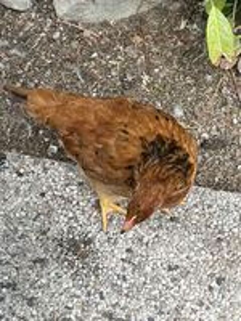   Jeunes poules  