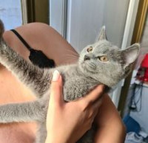  Chaton chartreux 